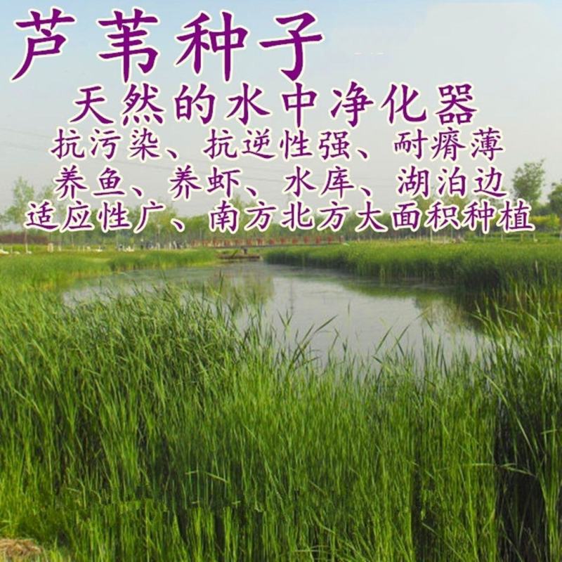 芦苇种子蒹葭保土固堤植物造纸制药端午节包粽子畜牧药用净化