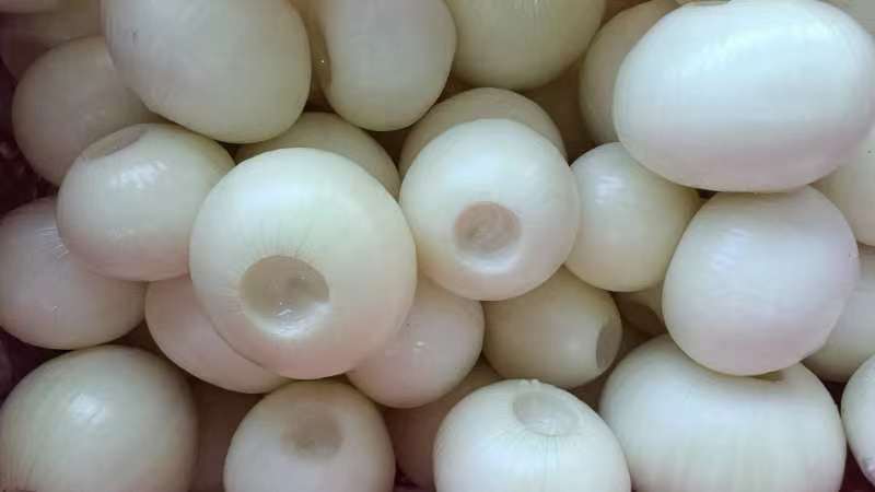 去皮洋葱多种规格精品紫皮洋葱供货充足稳定