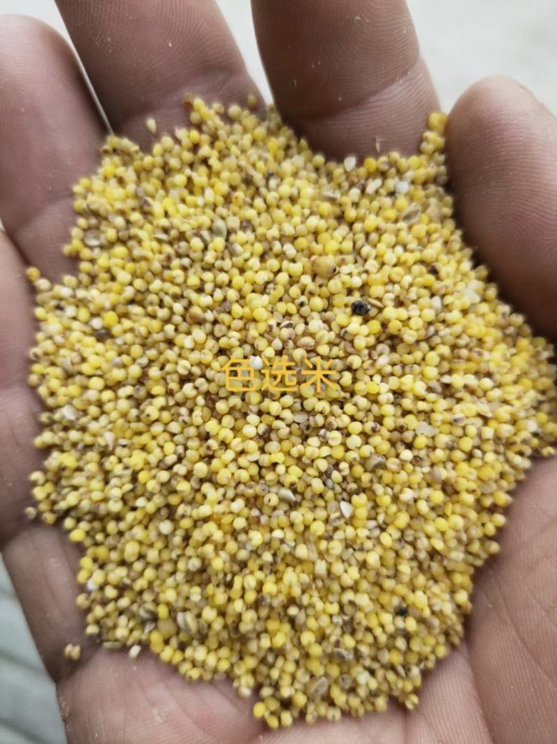 小米油糠，小米糠，饲料养殖专用，大量供应，保质保量