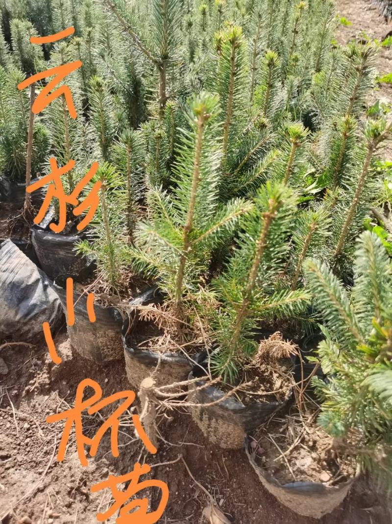 云杉，樟子松，油松，红松，落叶松，红豆杉