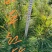 云杉，樟子松，油松，红松，落叶松，红豆杉