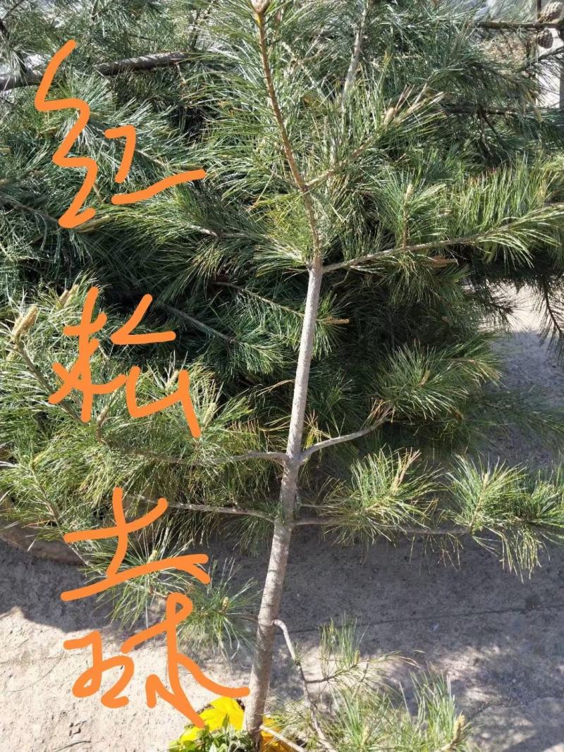 云杉，樟子松，油松，红松，落叶松，红豆杉
