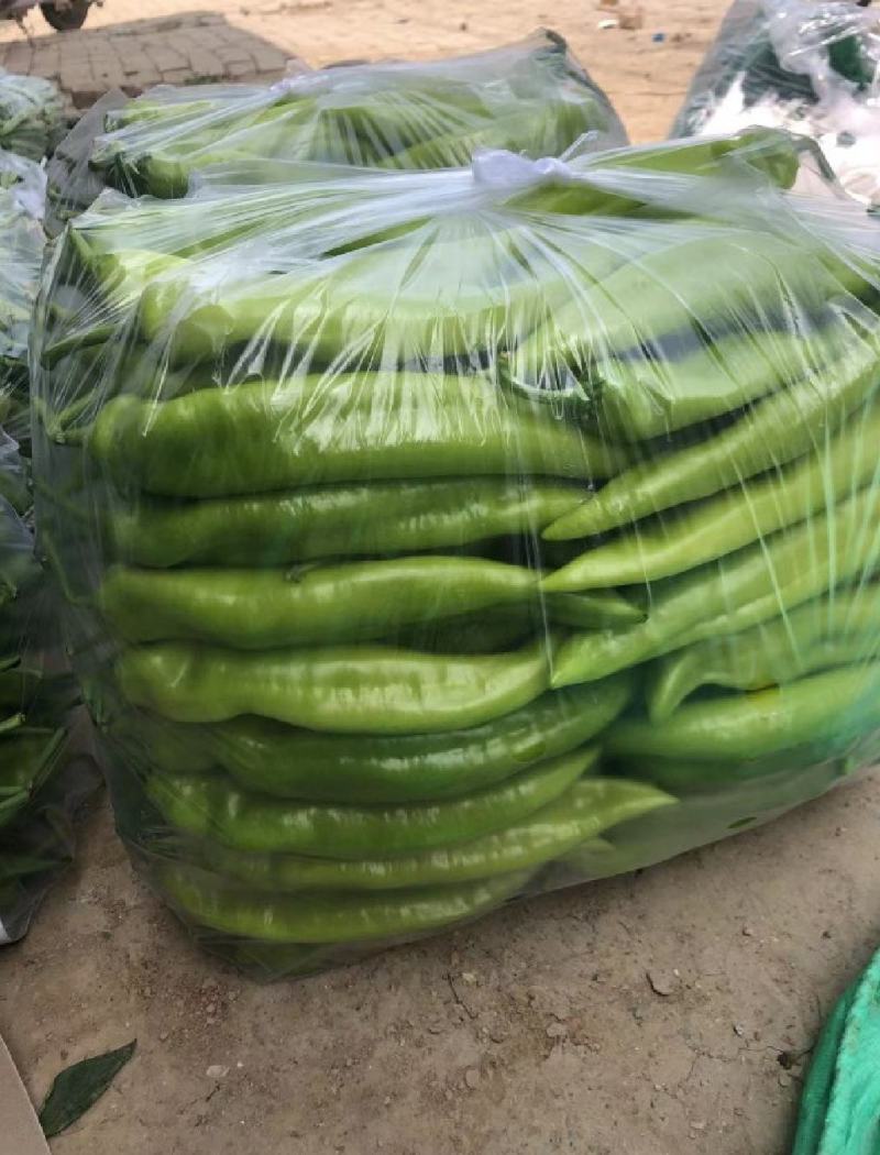 山东莘县尖椒，通货精品大量上市，产地直发，代发全国各地
