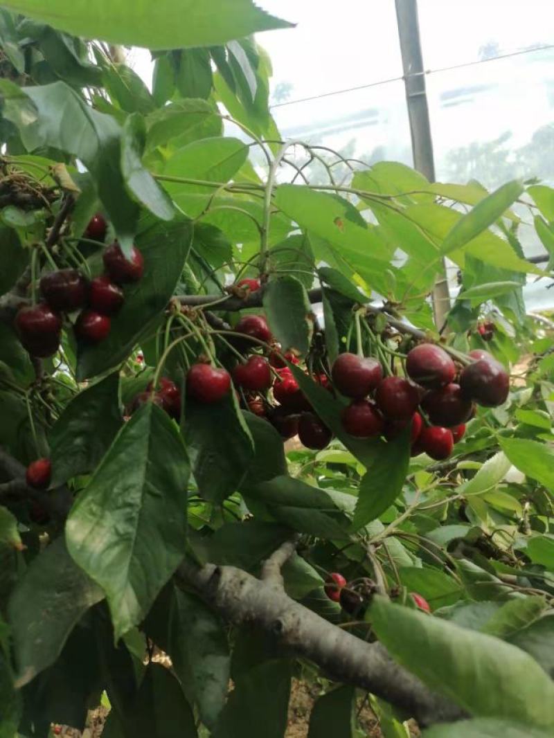 山西运城樱桃大量上市货源充足价格美丽欢迎来电咨询