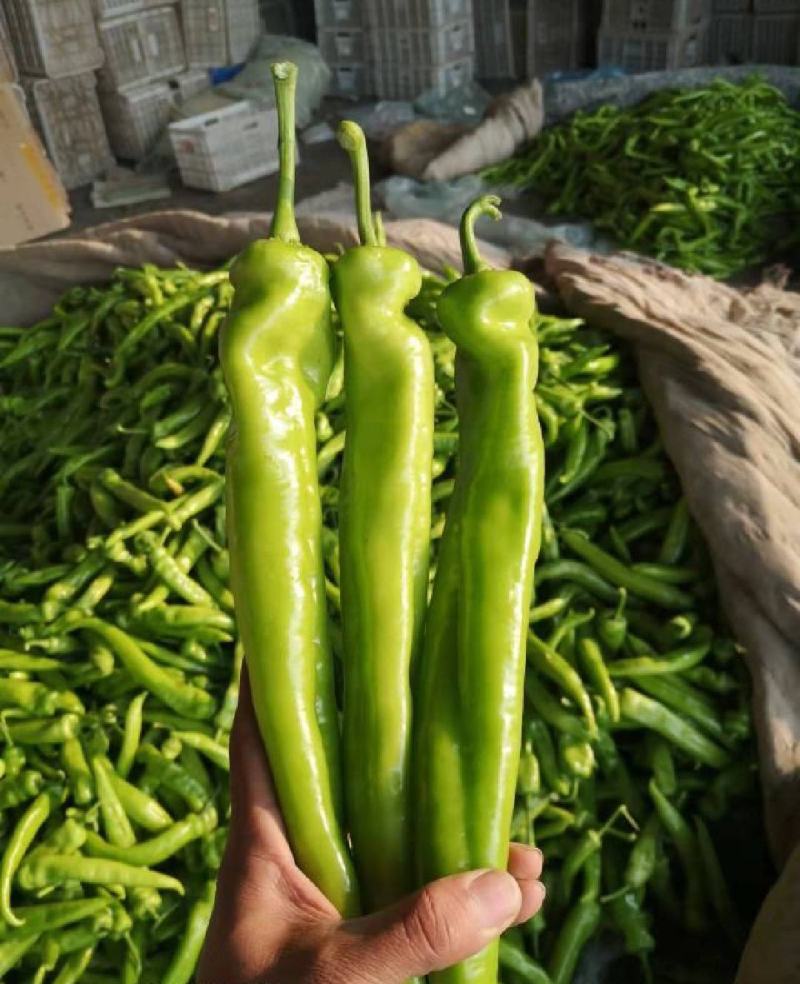 山东莘县尖椒，通货精品大量上市，产地直发，代发全国各地