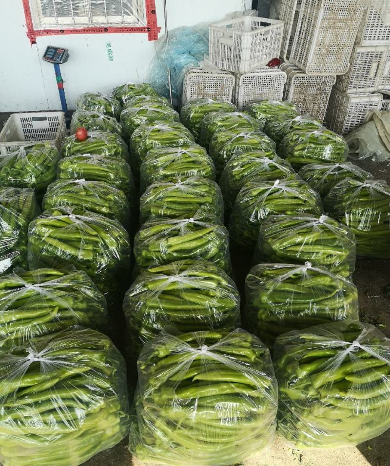 山东莘县尖椒，通货精品大量上市，产地直发，代发全国各地