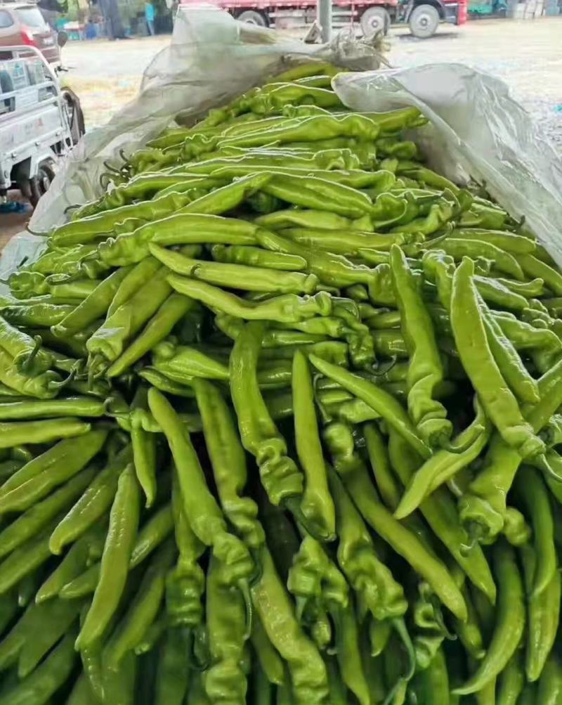 山东莘县尖椒，通货精品大量上市，产地直发，代发全国各地