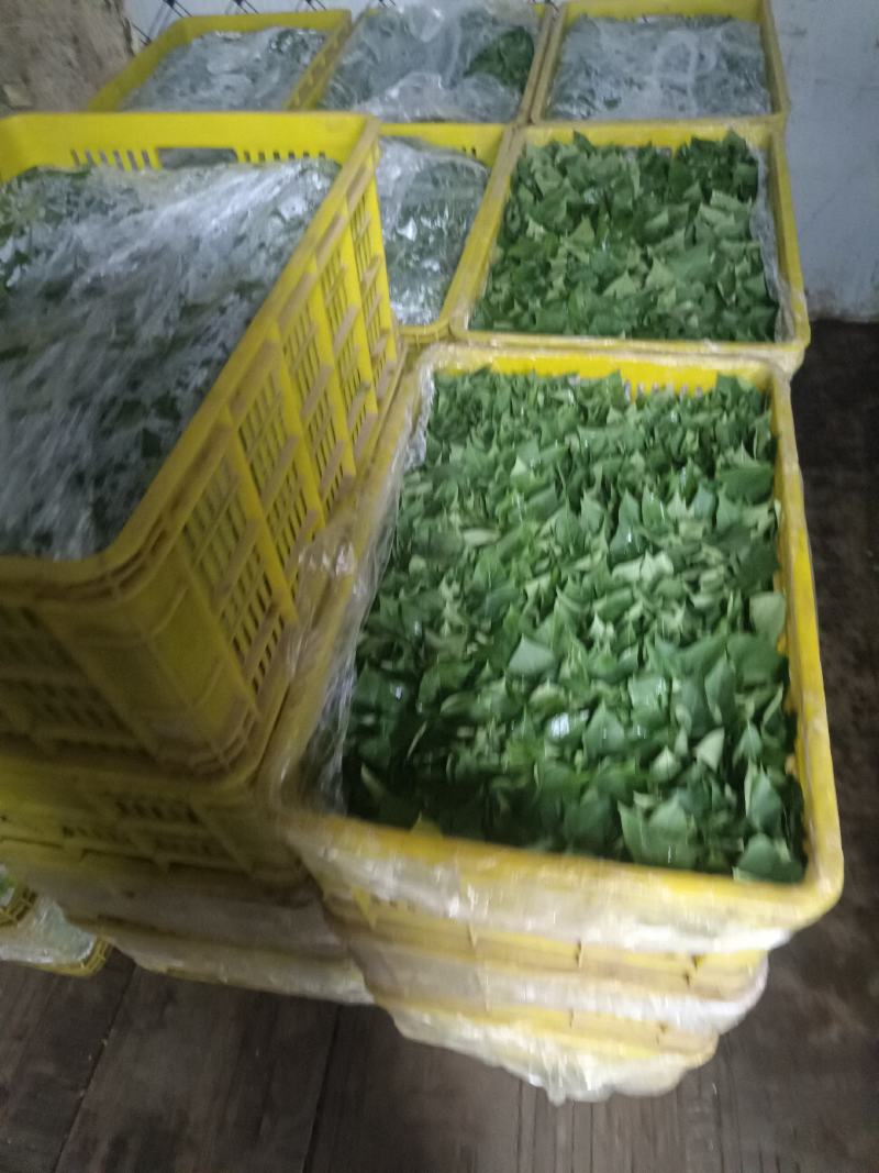 薯尖郑州全面供货，详情电联