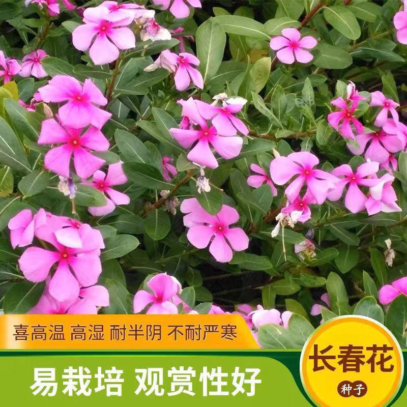 长春花种子花籽混色天天开花长春花盆栽四季日日春花籽四季梅
