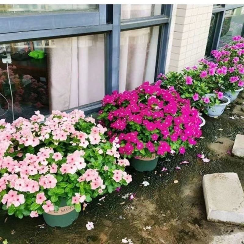 长春花种子花籽混色天天开花长春花盆栽四季日日春花籽四季梅