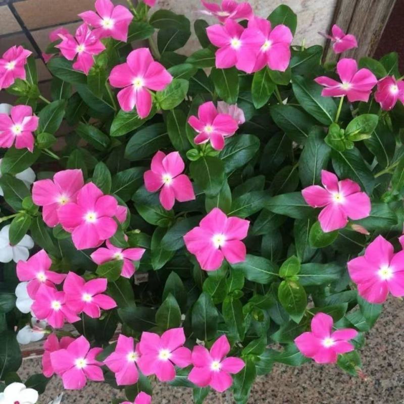 长春花种子花籽混色天天开花长春花盆栽四季日日春花籽四季梅