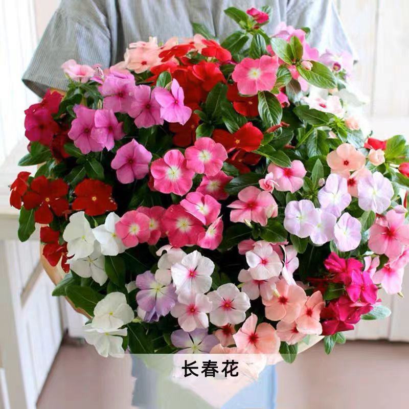 长春花种子花籽混色天天开花长春花盆栽四季日日春花籽四季梅