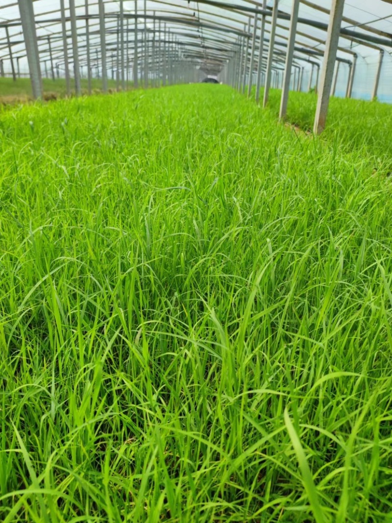 芦苇基地芦苇苗绿化苗木水路两生植物杯苗发货