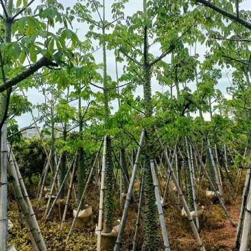 美丽异木棉