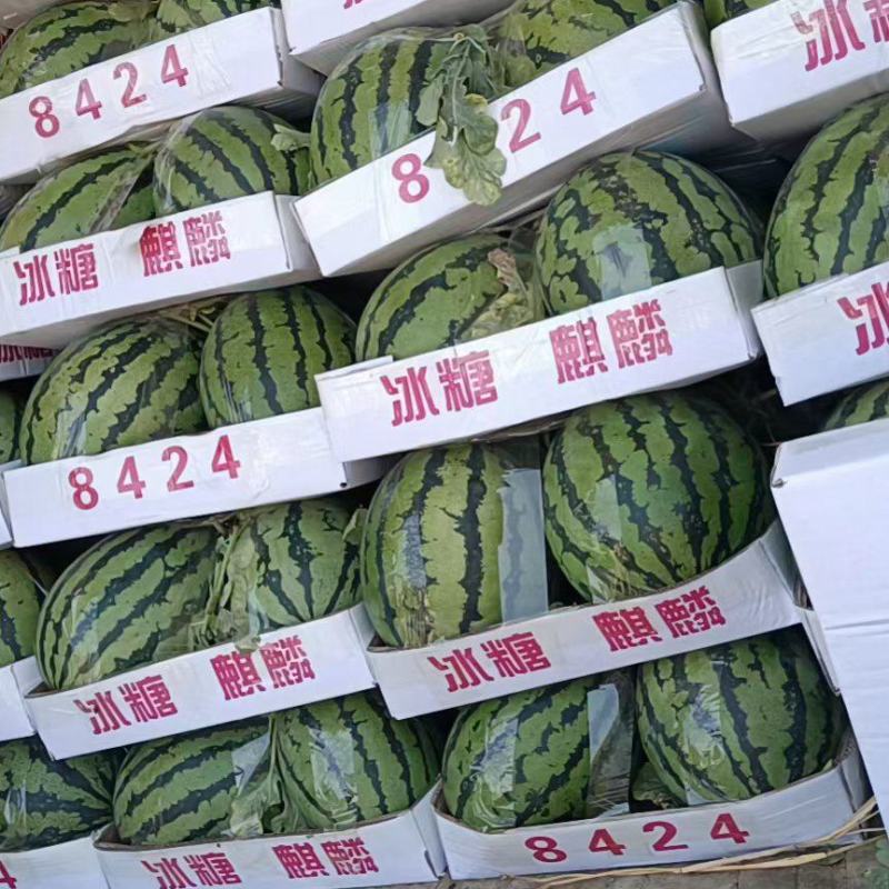 山东许营京欣西瓜国新3嘉年华5号大量上市中