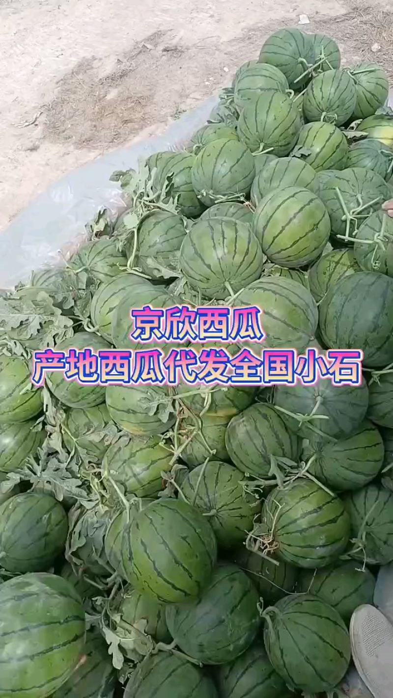 山东许营京欣西瓜国新3嘉年华5号大量上市中
