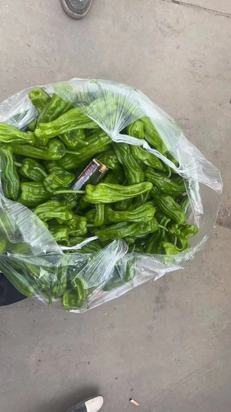 安徽芜湖椒大量上市，薄皮椒条形好，硬度好价格美丽全国发货