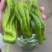 安徽芜湖椒大量上市，薄皮椒条形好，硬度好价格美丽全国发货