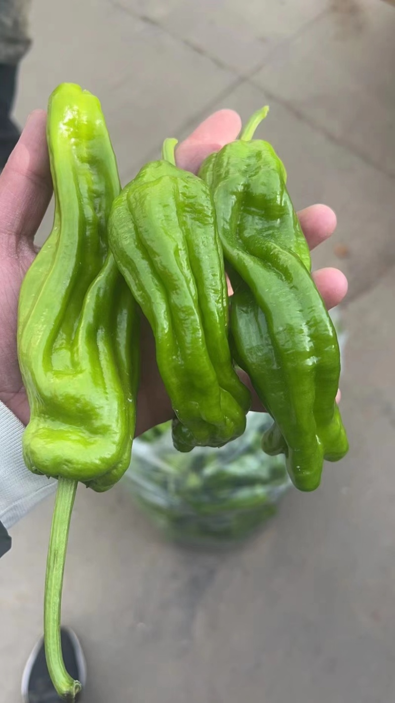 安徽芜湖椒大量上市，薄皮椒条形好，硬度好价格美丽全国发货
