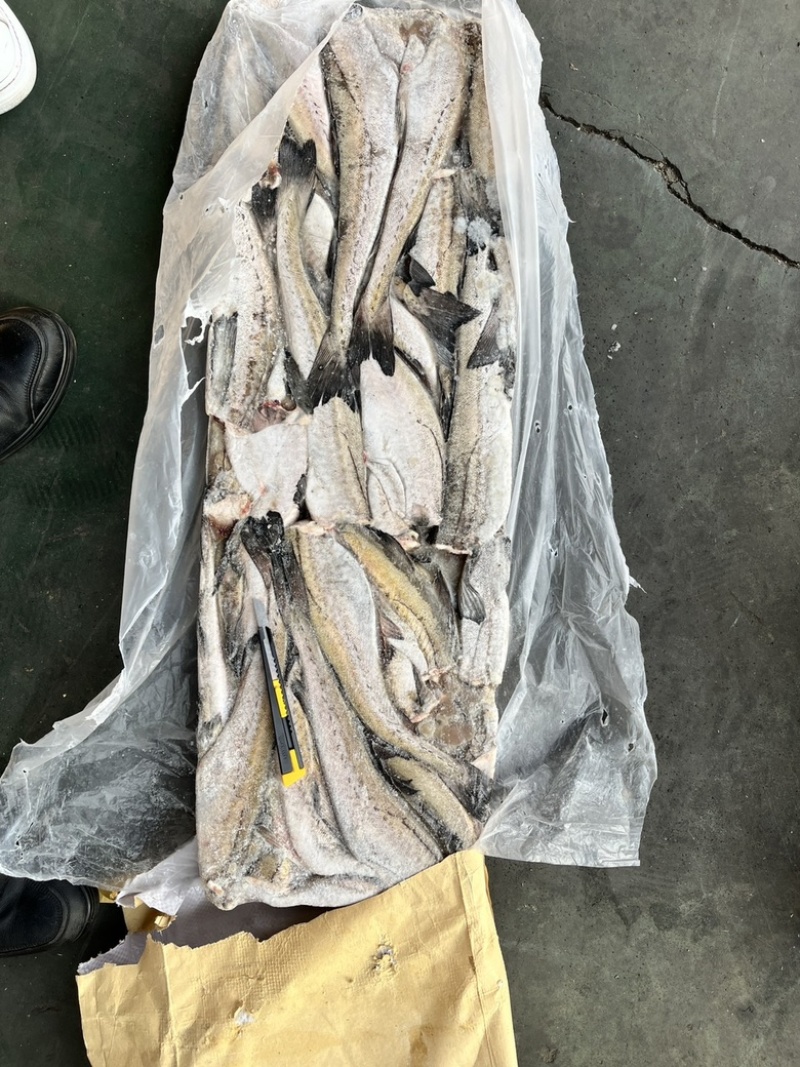 狭鳕鱼明太鱼鳕鱼原料去头去脏量大可议