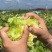结球生菜种子净菜率高包心紧实，柔嫩可口南北方均可种植