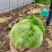 结球生菜种子净菜率高包心紧实，柔嫩可口南北方均可种植