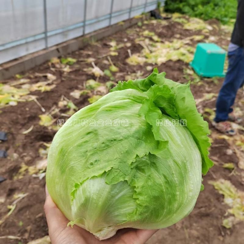结球生菜种子净菜率高包心紧实，柔嫩可口南北方均可种植