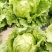 结球生菜种子净菜率高包心紧实，柔嫩可口南北方均可种植