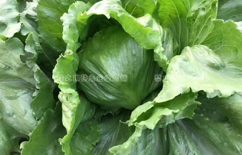 结球生菜种子净菜率高包心紧实，柔嫩可口南北方均可种植