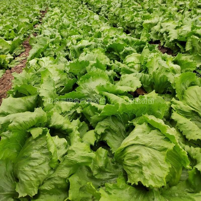 结球生菜种子净菜率高包心紧实，柔嫩可口南北方均可种植