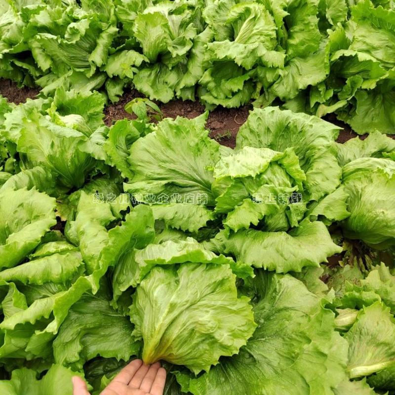 结球生菜种子净菜率高包心紧实，柔嫩可口南北方均可种植