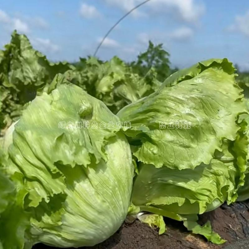 结球生菜种子净菜率高包心紧实，柔嫩可口南北方均可种植