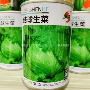 结球生菜种子净菜率高包心紧实，柔嫩可口南北方均可种植