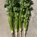 精品铁杆青香菜大量上市，欢迎各位老板选购