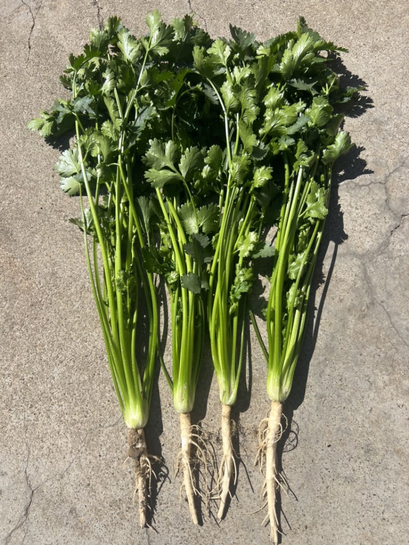 精品铁杆青香菜大量上市，欢迎各位老板选购