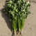 铁杆青小叶香菜大量上市，质量优，全国发货