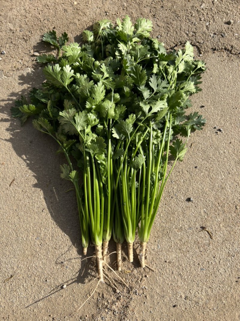 铁杆青小叶香菜大量上市，质量优，全国发货