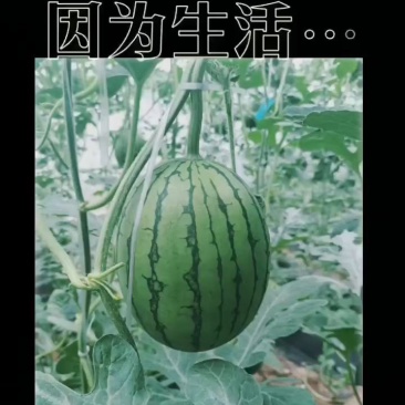 吊秧西瓜大量成熟欢迎老板