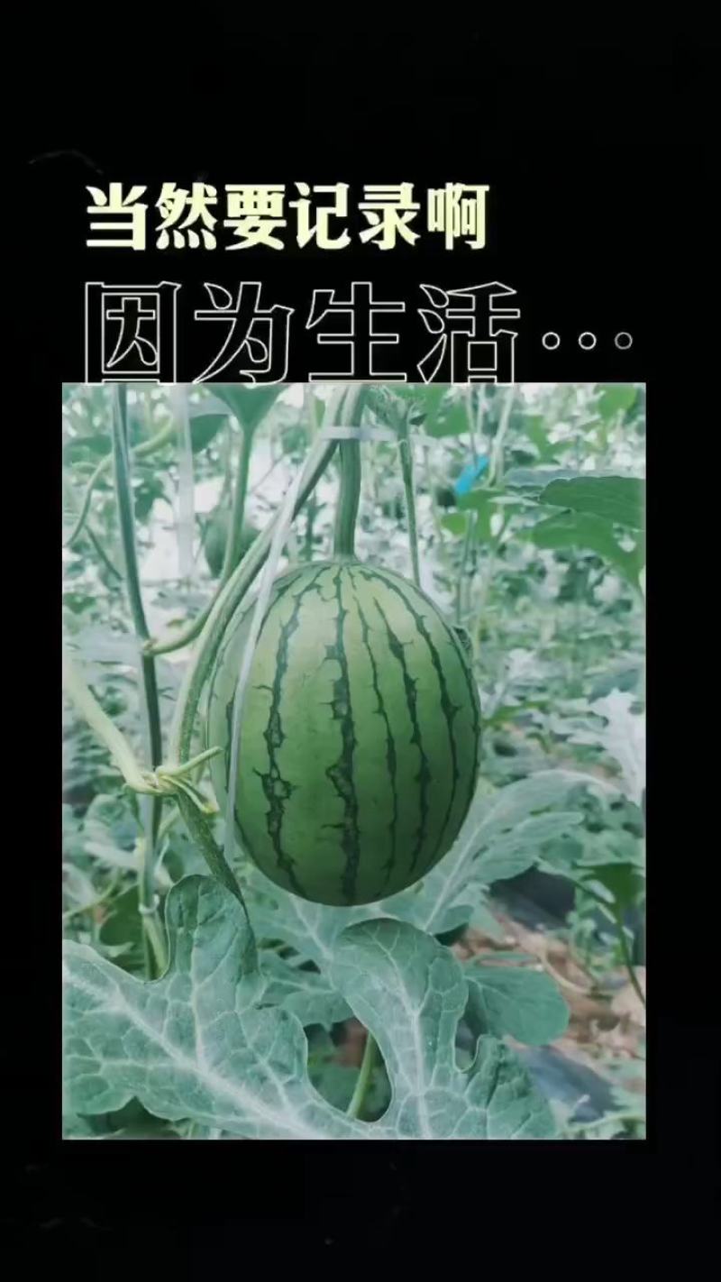 吊秧西瓜大量成熟欢迎老板