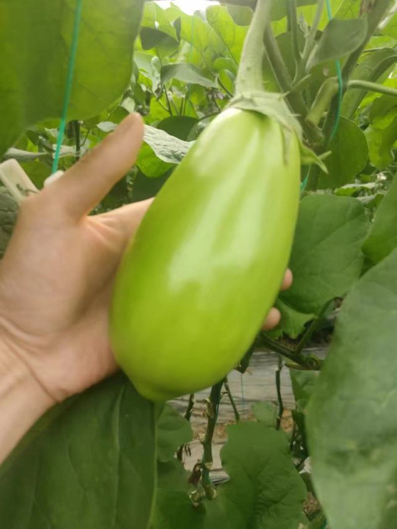 茄子青茄大量供应，基地直发，现采现发！！！