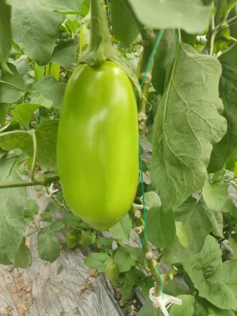 茄子青茄大量供应，基地直发，现采现发！！！