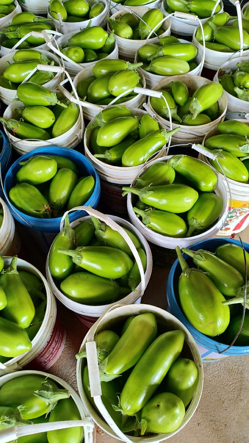 茄子青茄大量供应，基地直发，现采现发！！！