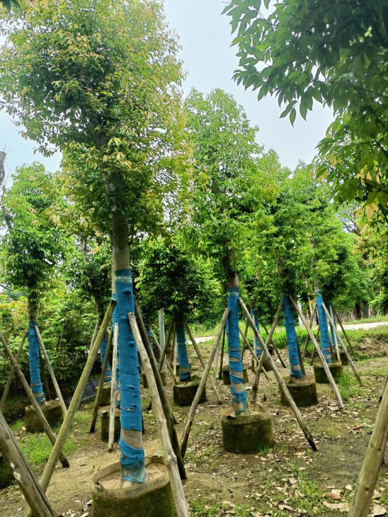 天竺桂(阴香)