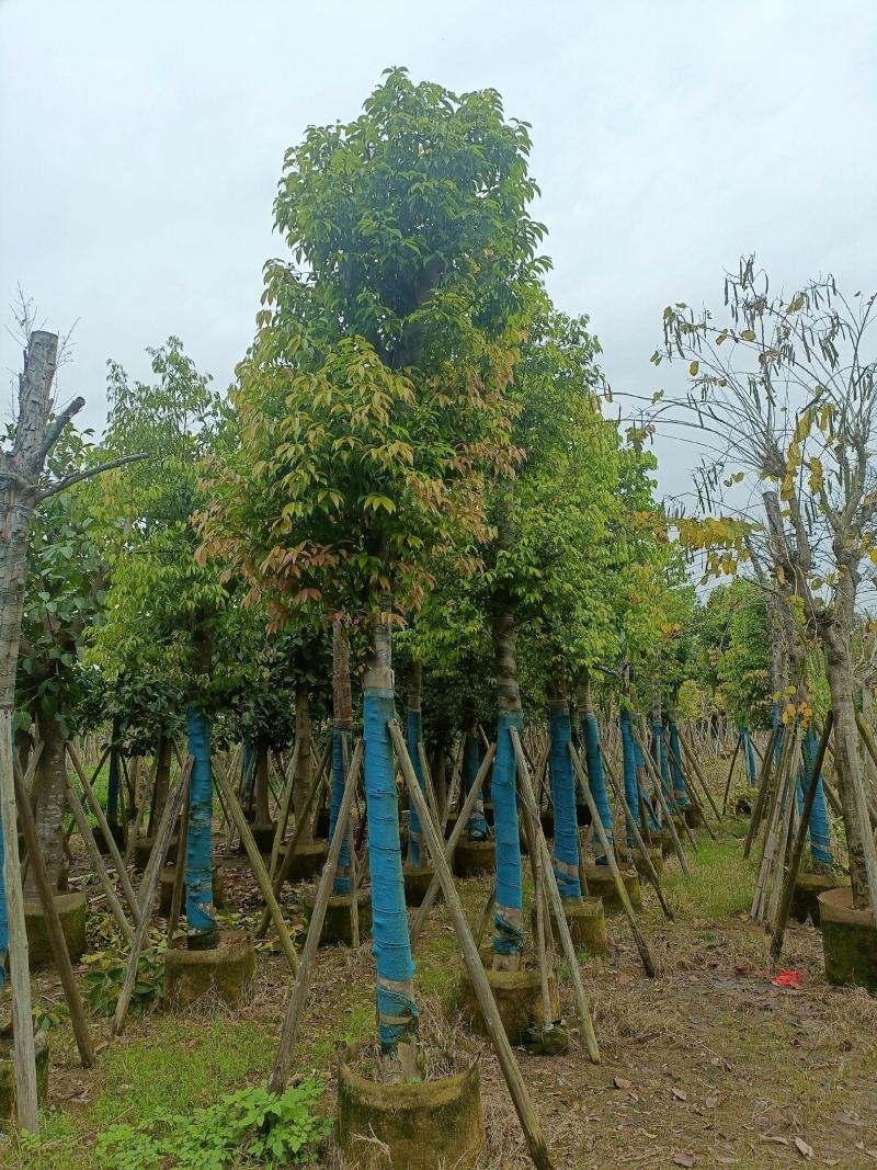 天竺桂(阴香)