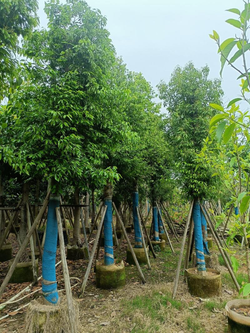 天竺桂(阴香)