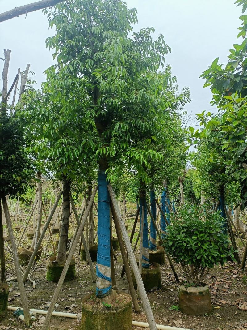 天竺桂(阴香)