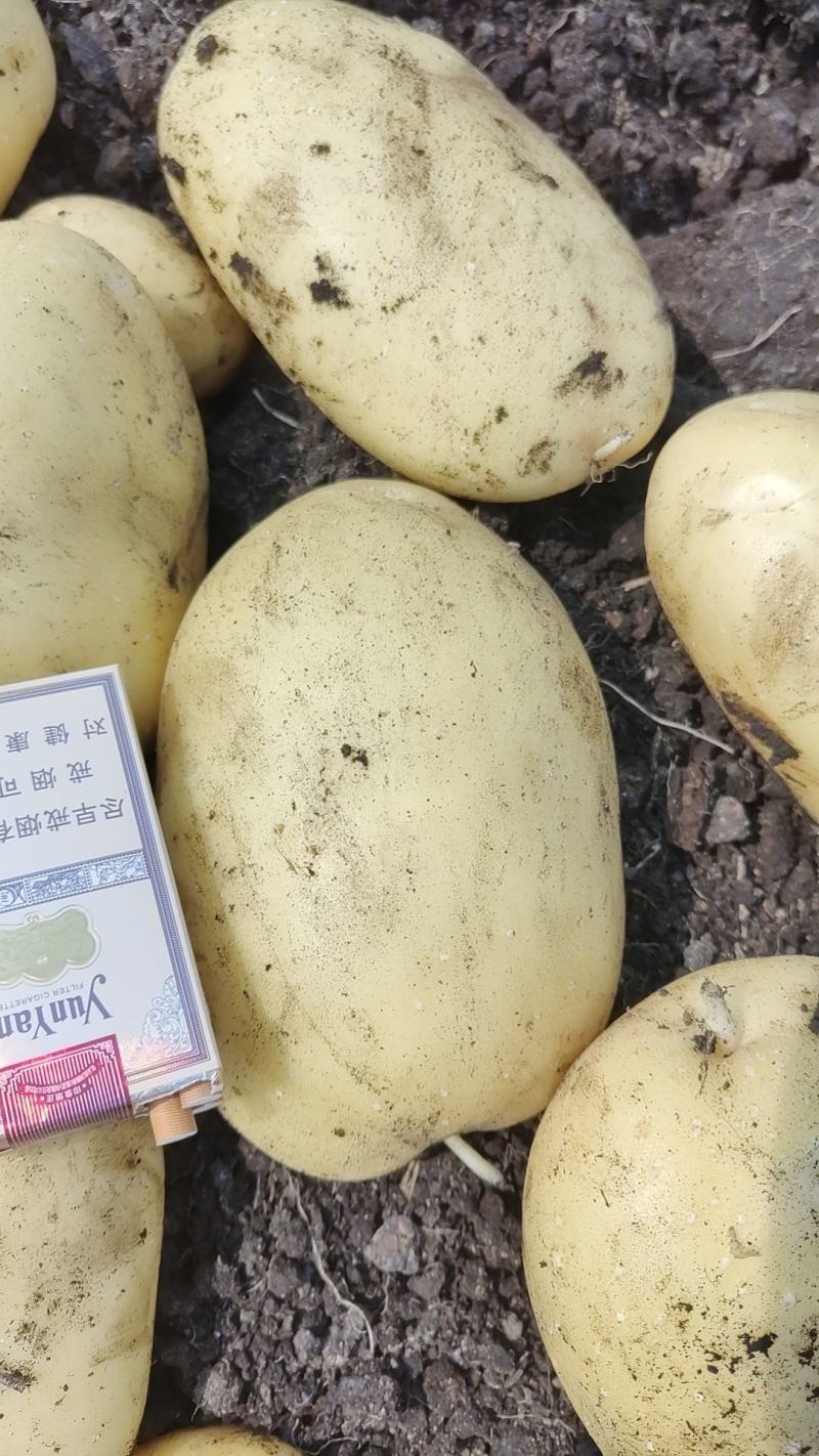 精品V7