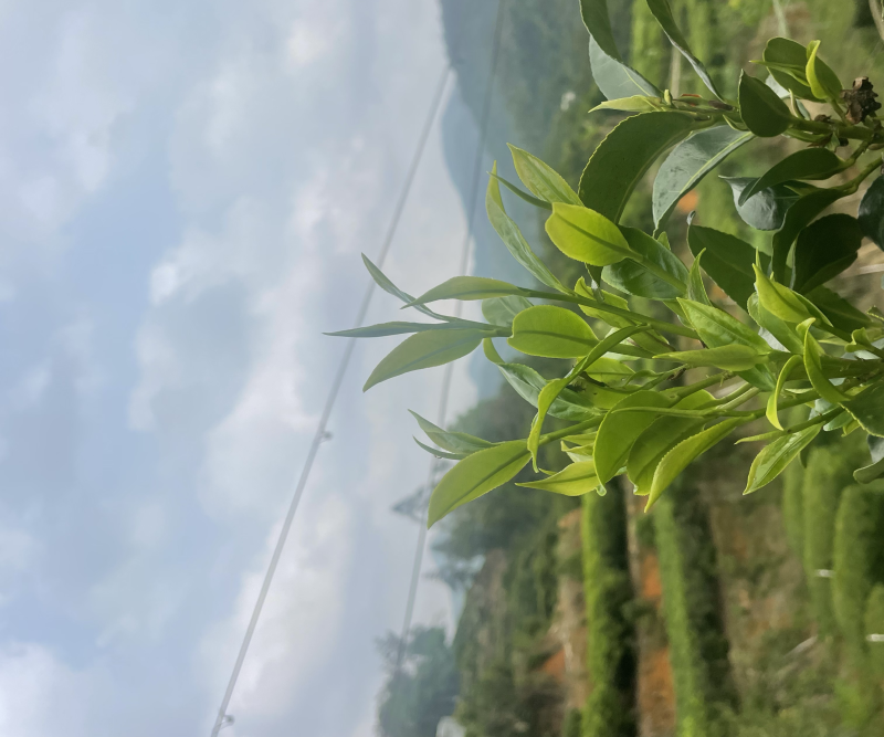 鸭屎香，蜜兰香大量批发
