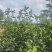 鸭屎香，蜜兰香大量批发