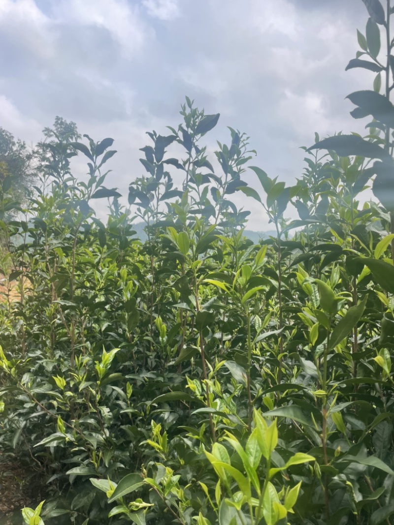 鸭屎香，蜜兰香大量批发